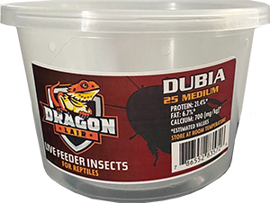 Dragon Lair Dubia Roaches, Medium - Not Available For Delivery - Image 2