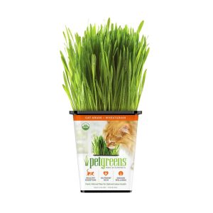 Pet Greens Live Cat Grass Organic Wheatgrass