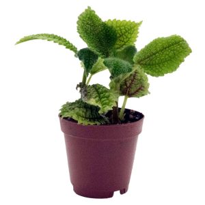 Reptifauna Pilea Moon Valley - Not Available For Delivery