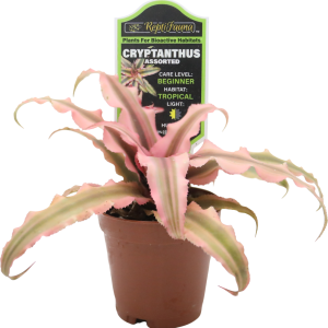 Reptifauna Echeveria, Assorted - Not Available For Delivery