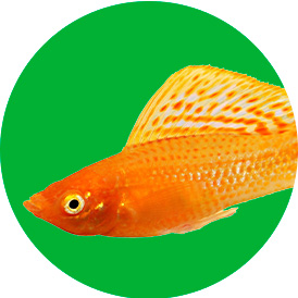 Shop Fish