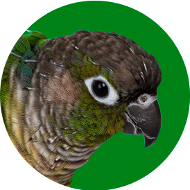 Shop Bird